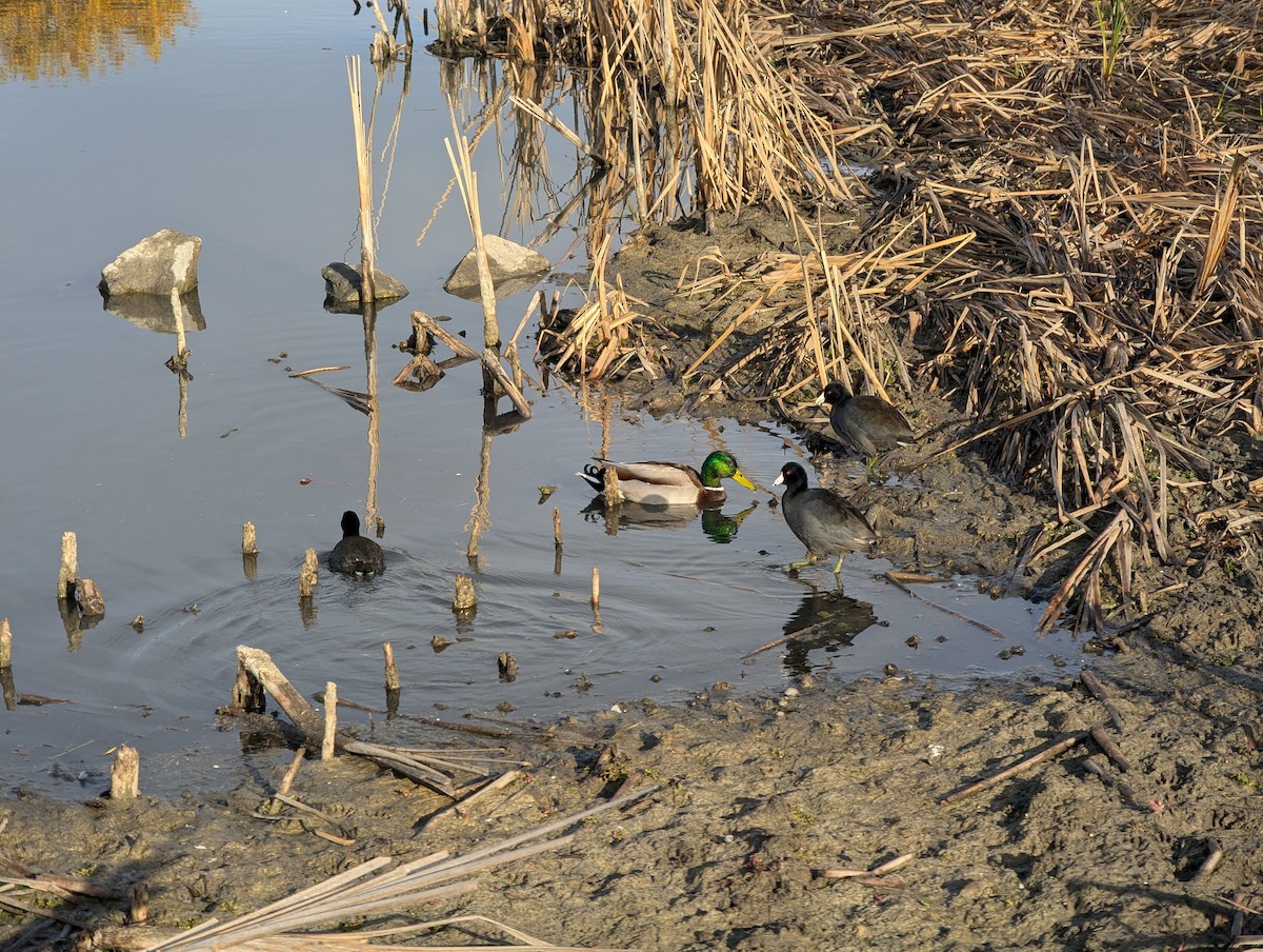 Mallard - Rodrigo Dueñas