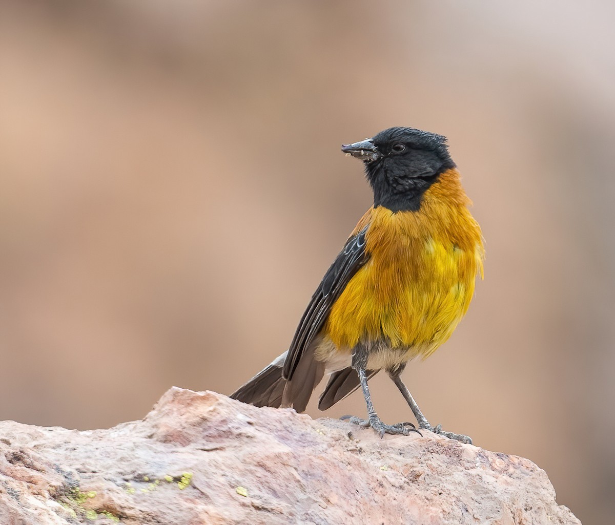 Black-hooded Sierra Finch - ML626996620