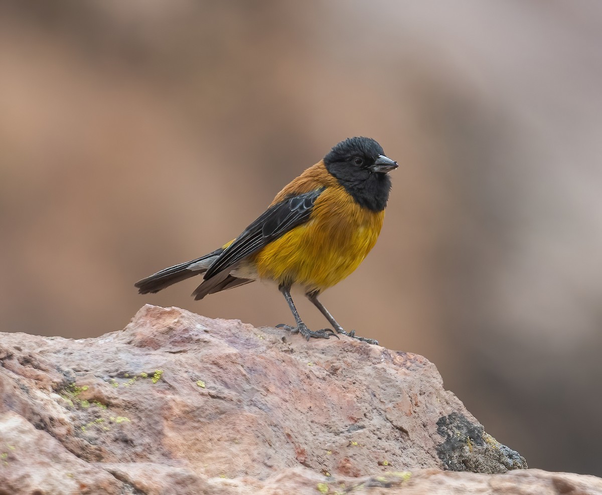 Black-hooded Sierra Finch - ML626996621