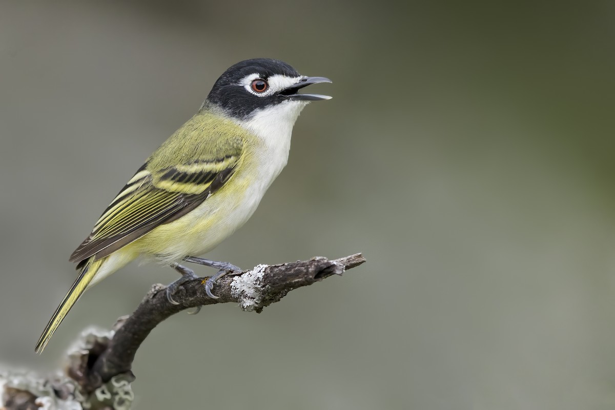 Black-capped Vireo - ML626996646