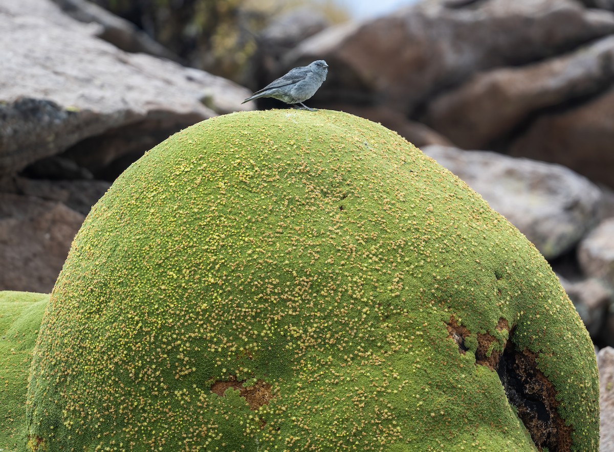 Plumbeous Sierra Finch - ML626996670