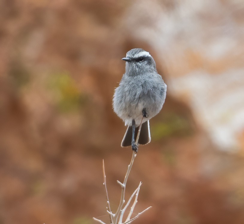 White-browed Chat-Tyrant - ML626996679