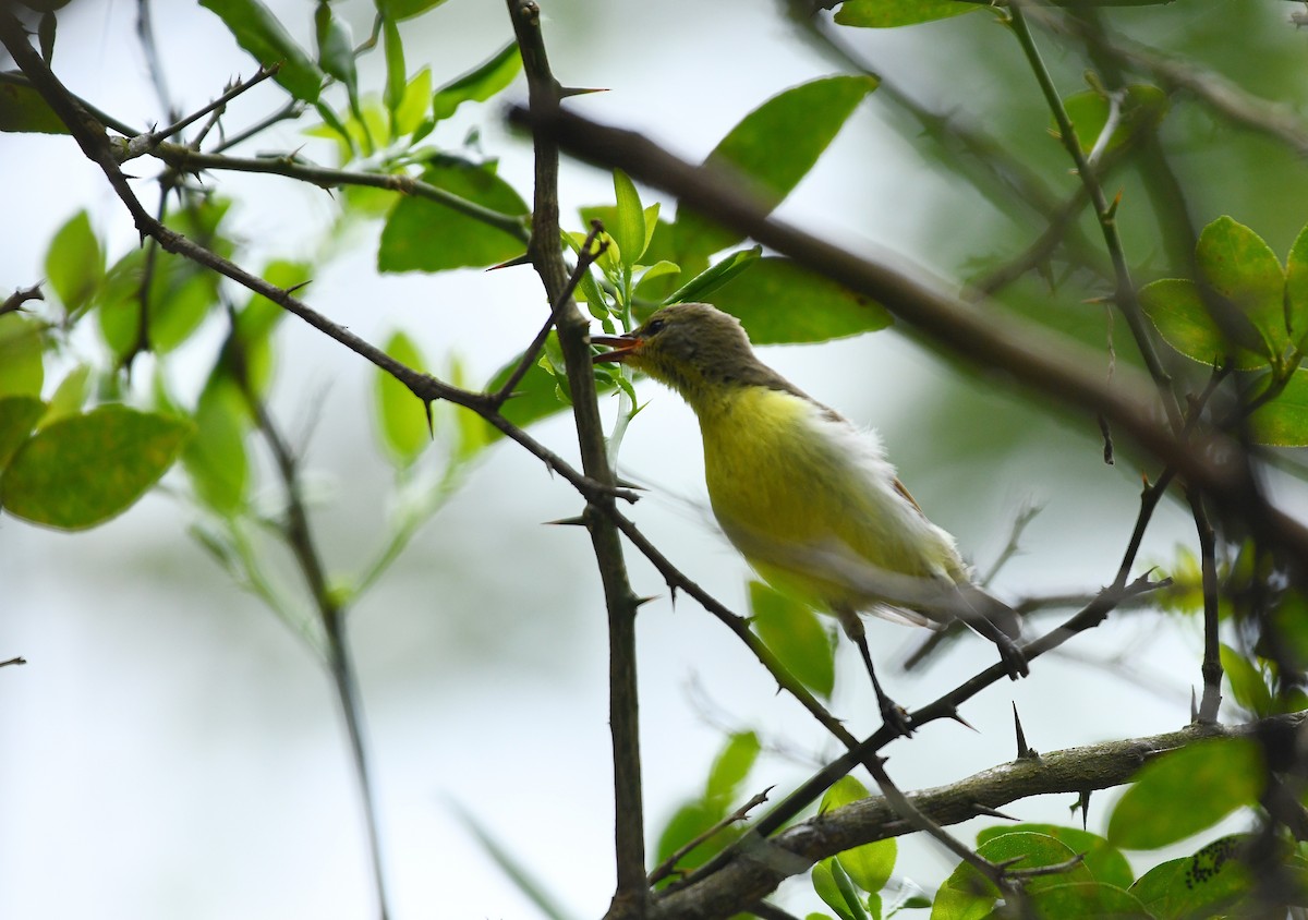 Purple-rumped Sunbird - ML626996698