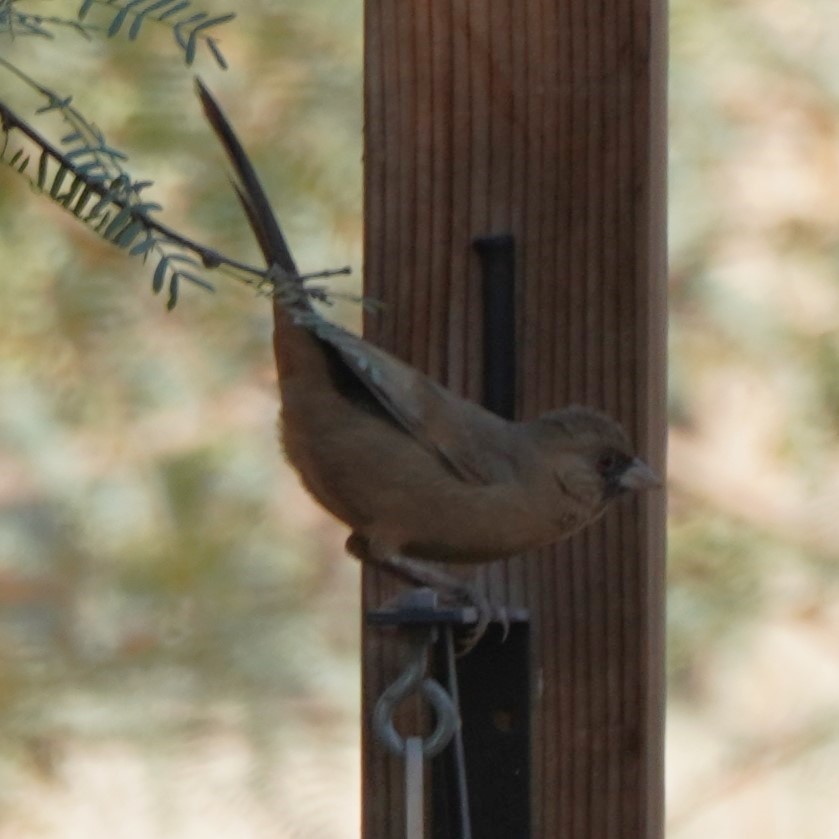 Abert's Towhee - ML626996710