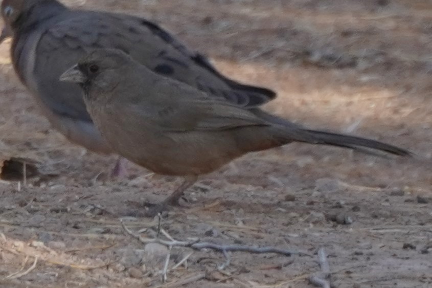 Abert's Towhee - ML626996713