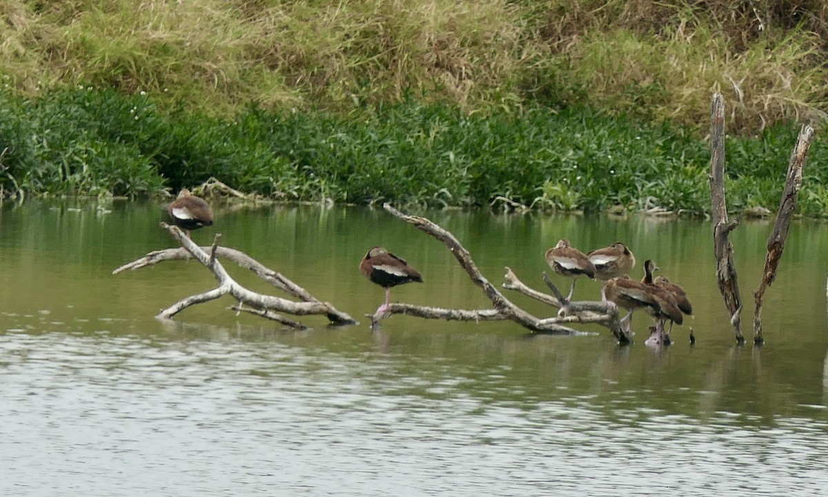 Dendrocygne à ventre noir - ML626996751