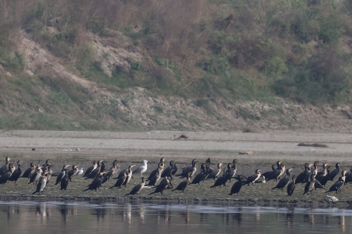 Great Cormorant - ML626996774