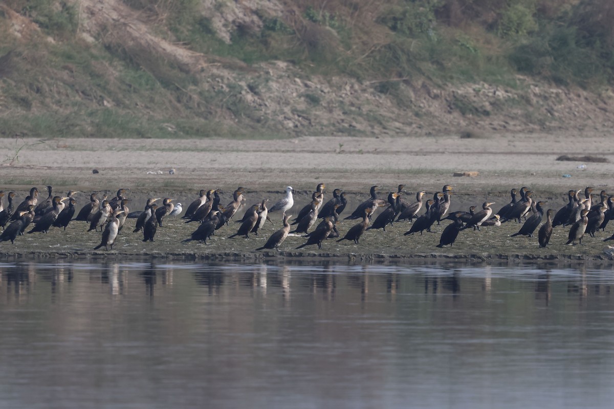 Great Cormorant - ML626996776