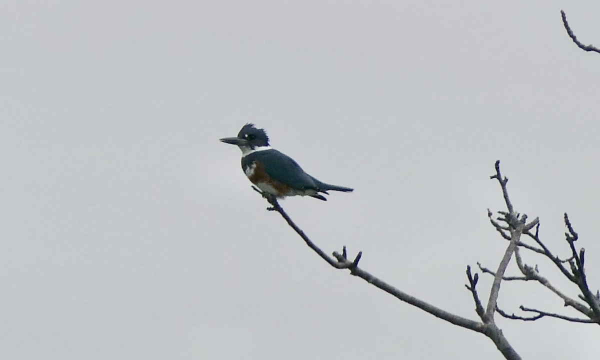 Martin-pêcheur d'Amérique - ML626996778