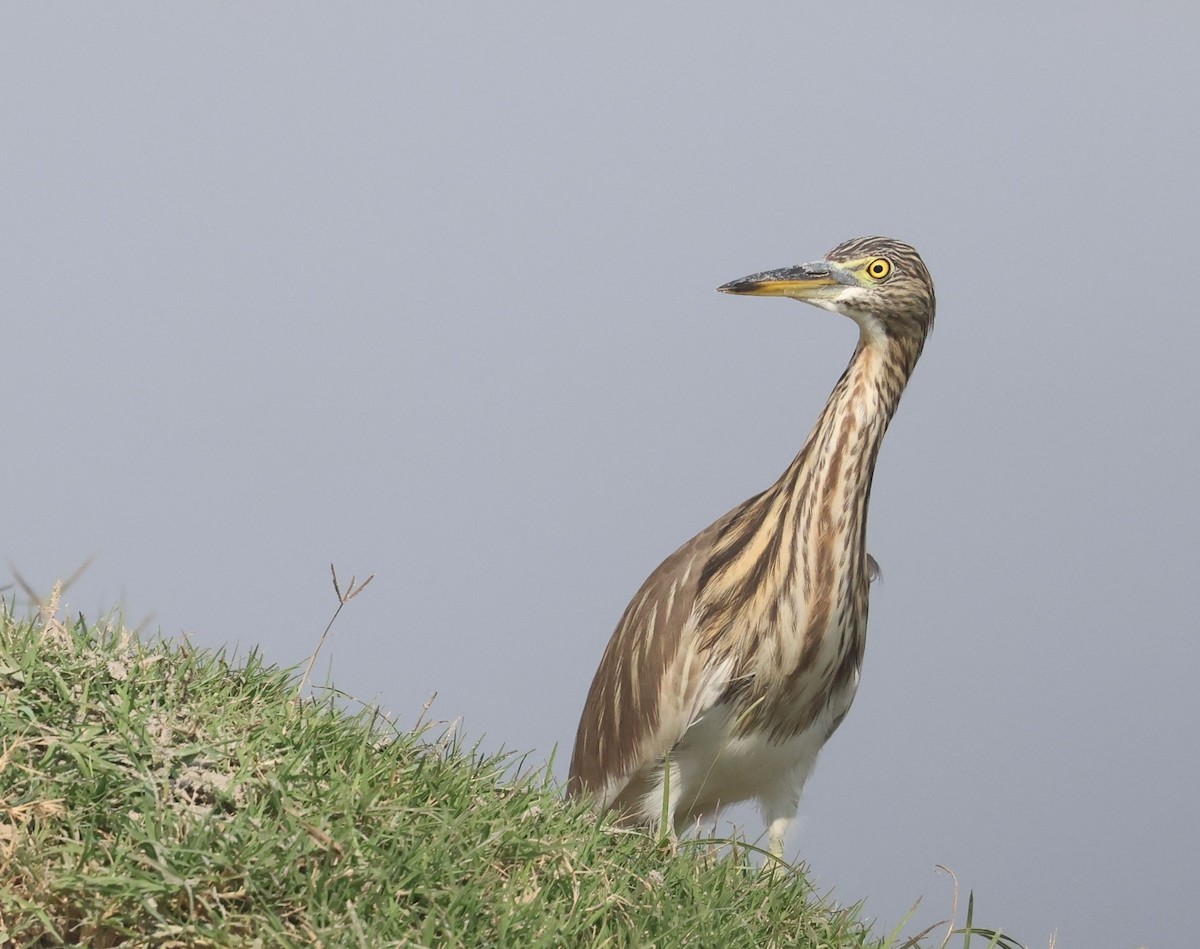 Indian Pond-Heron - ML626996788