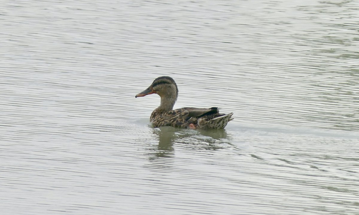 Canard colvert - ML626996827