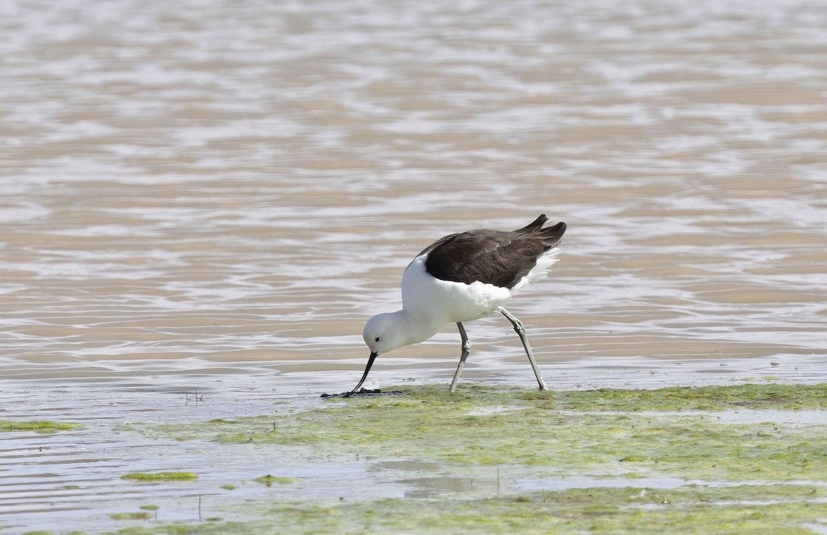 Andean Avocet - Timo Mitzen