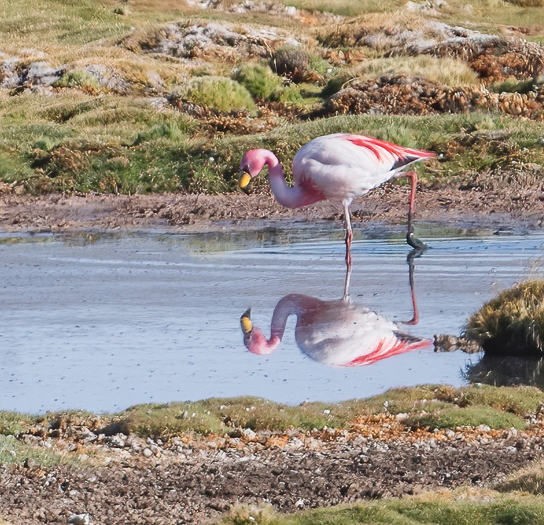 James's Flamingo - Leah Turner