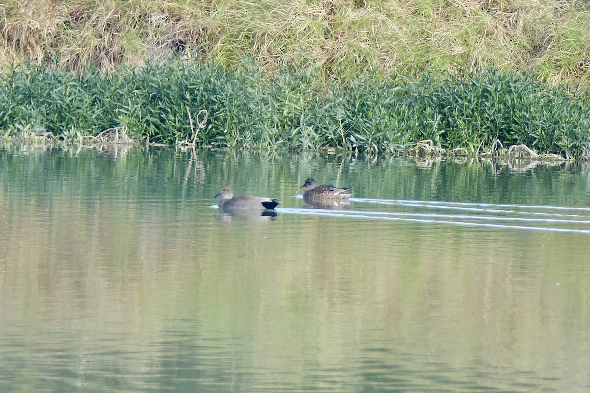 Canard chipeau - ML626996902