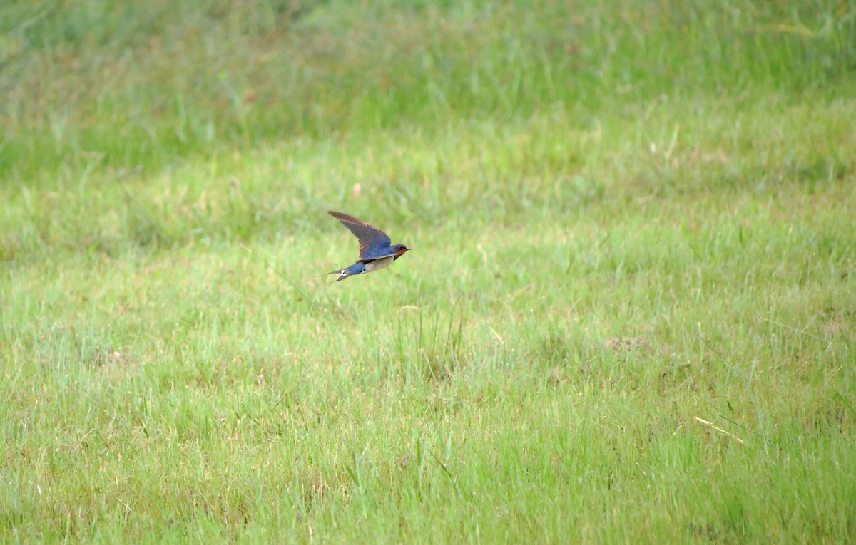 Barn Swallow - ML626996937