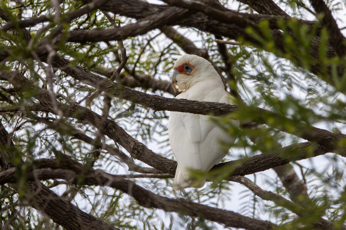 Long-billed Corella - ML626997018