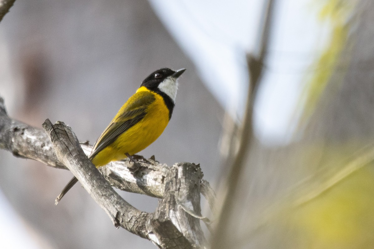 Golden Whistler (Eastern) - ML626997023