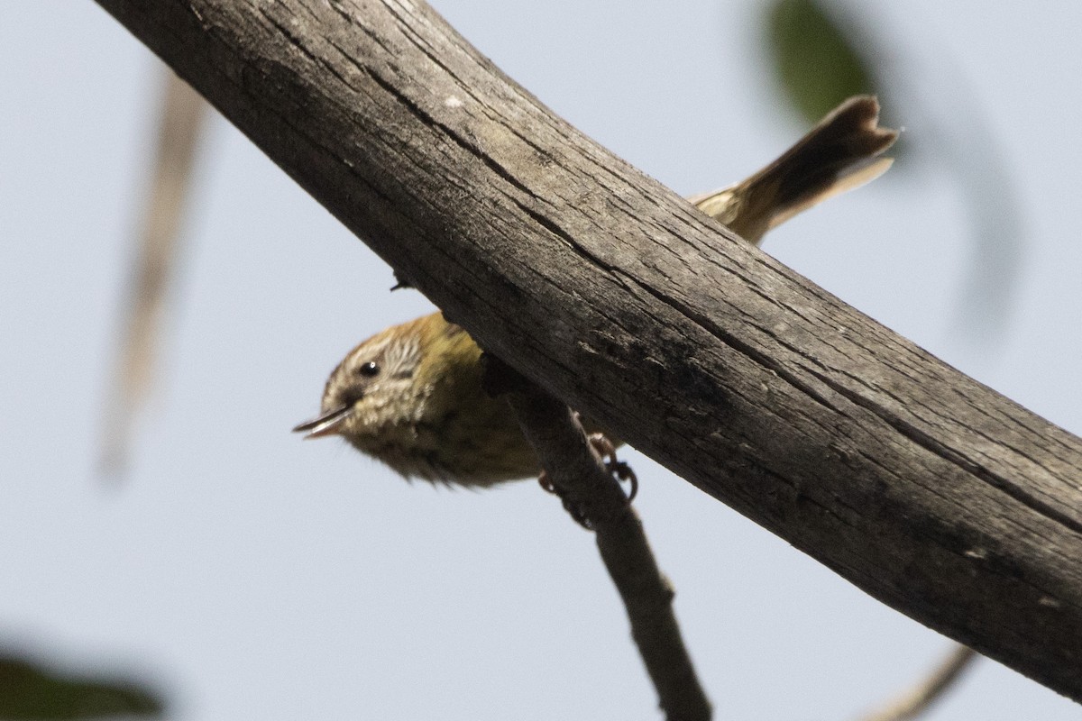 Striated Thornbill - ML626997025