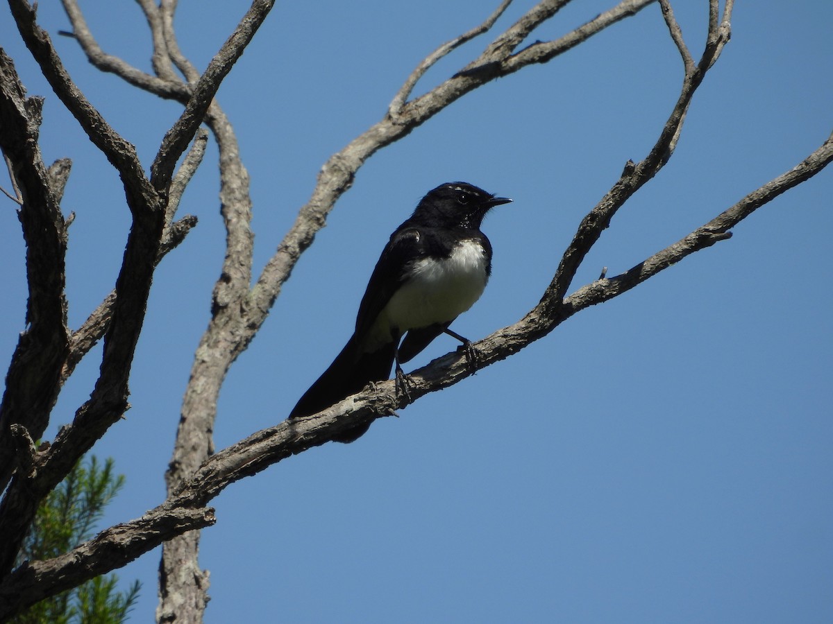 Willie-wagtail - ML626997087