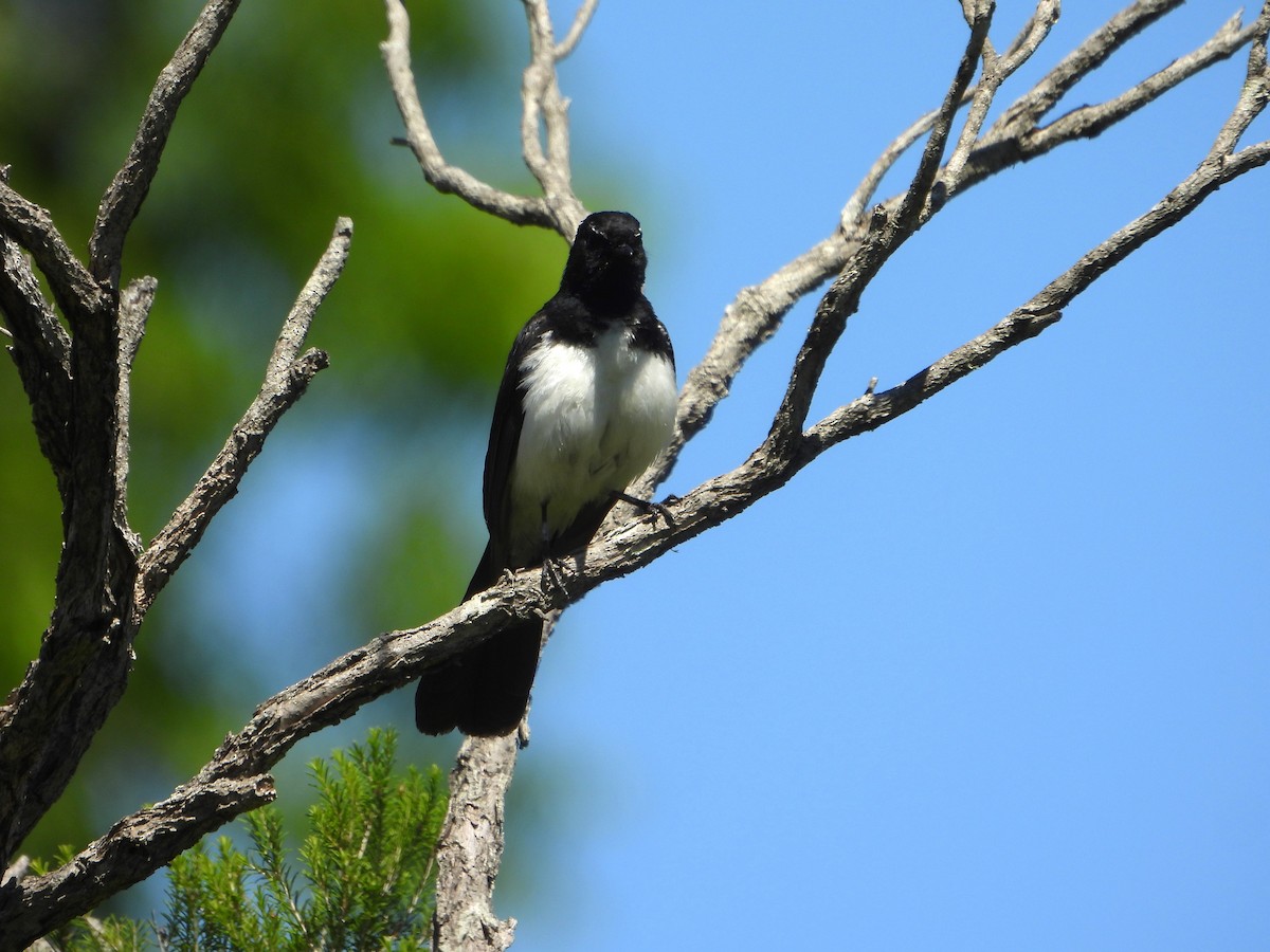 Willie-wagtail - ML626997122