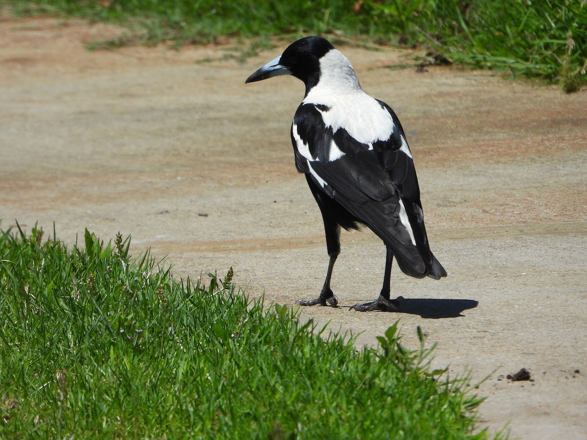 Australian Magpie (White-backed) - ML626997155