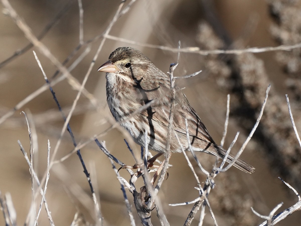 strnadec luční (ssp. rostratus/atratus) - ML626997163