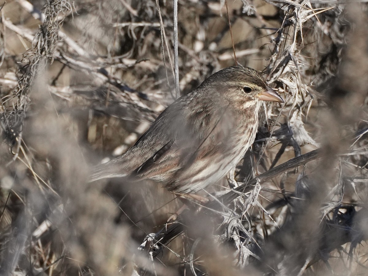 strnadec luční (ssp. rostratus/atratus) - ML626997164