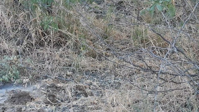 Common Quail - ML626997345