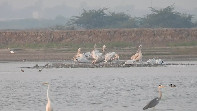Pelikano ilebihurria - ML626997348