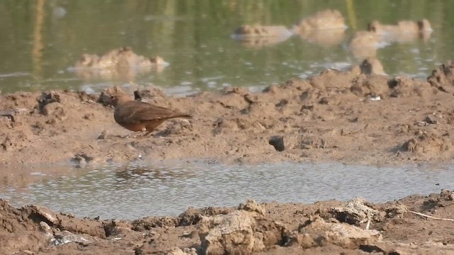 Rufous-tailed Lark - ML626997410
