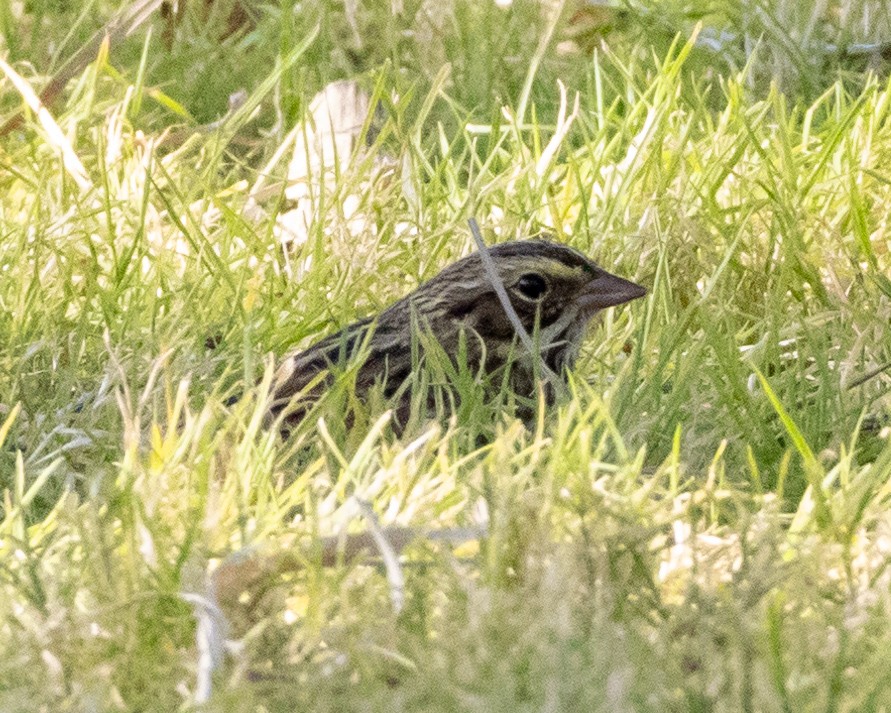 Savannah Sparrow - ML626997415