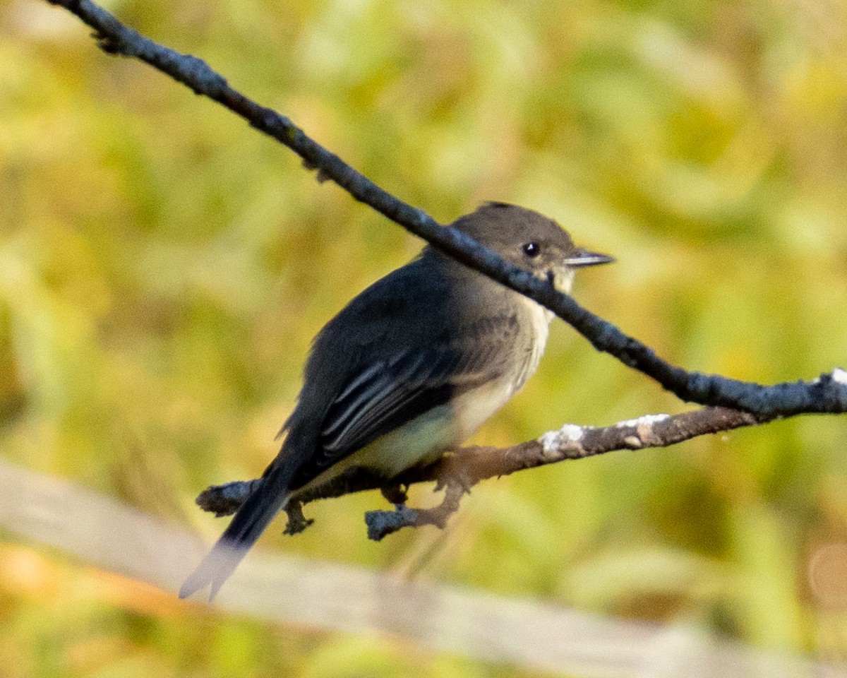 Eastern Phoebe - ML626997417
