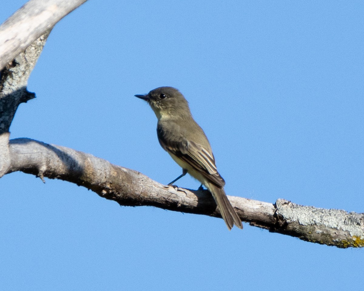 Eastern Phoebe - ML626997418