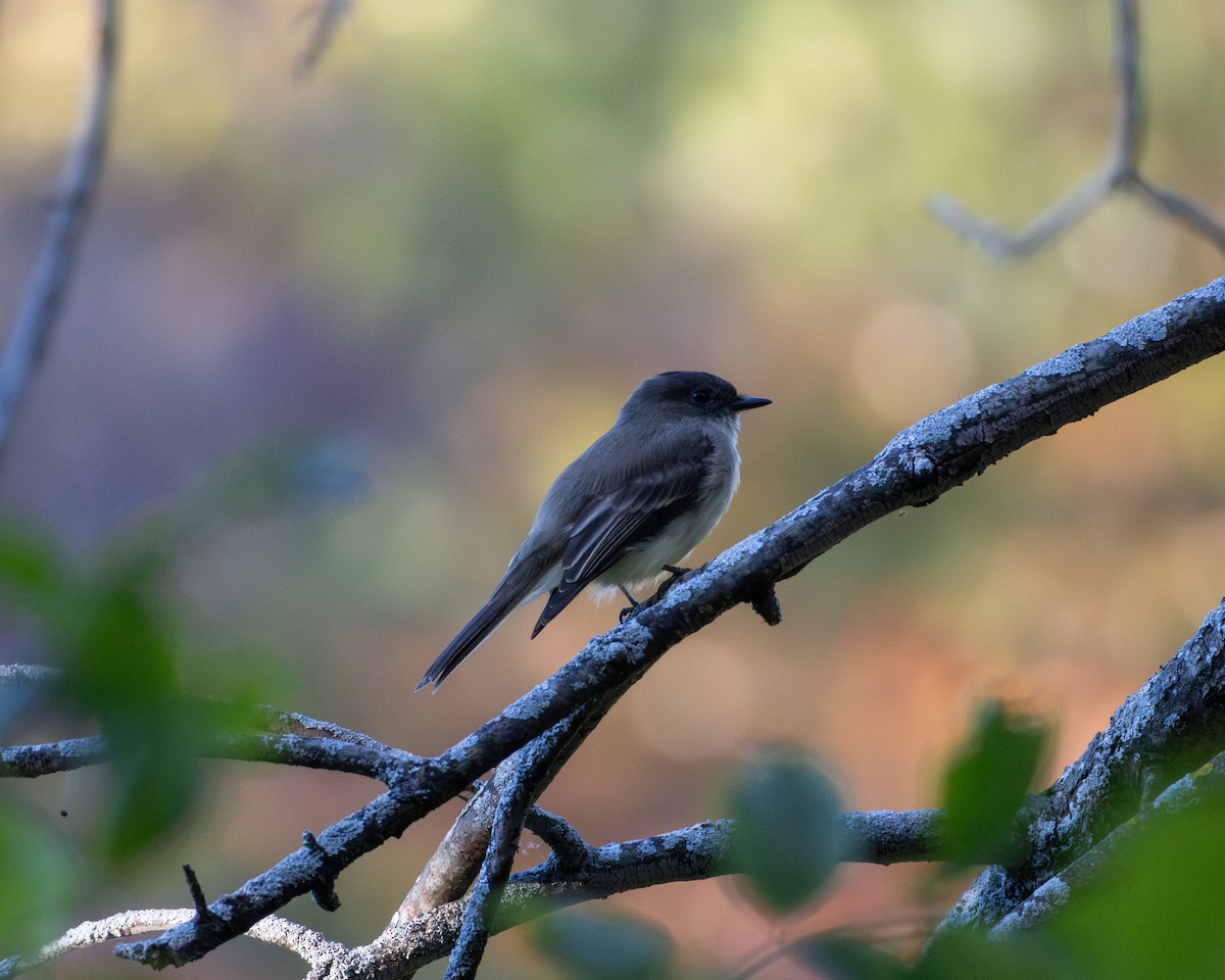 Eastern Phoebe - ML626997420