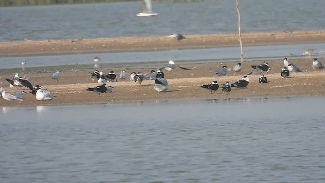 Indian Skimmer - ML626997445