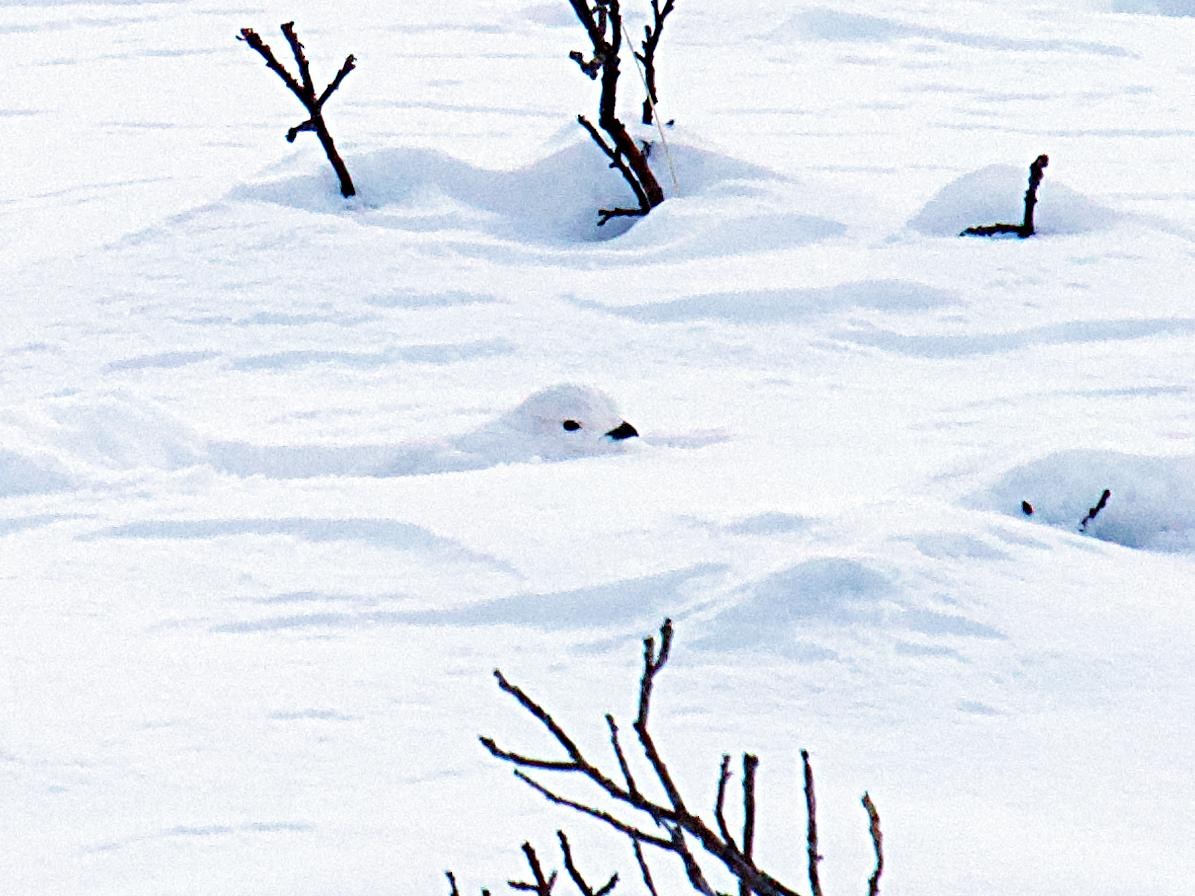 White-tailed Ptarmigan - ML626997550