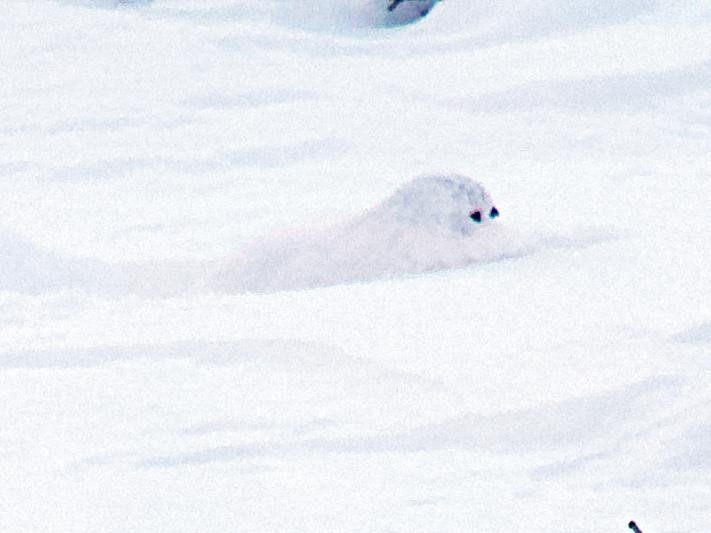 White-tailed Ptarmigan - ML626997551