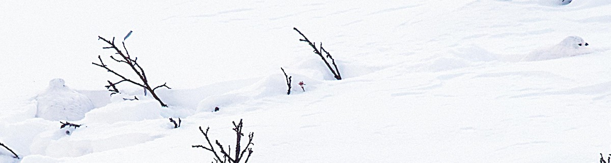 White-tailed Ptarmigan - ML626997552