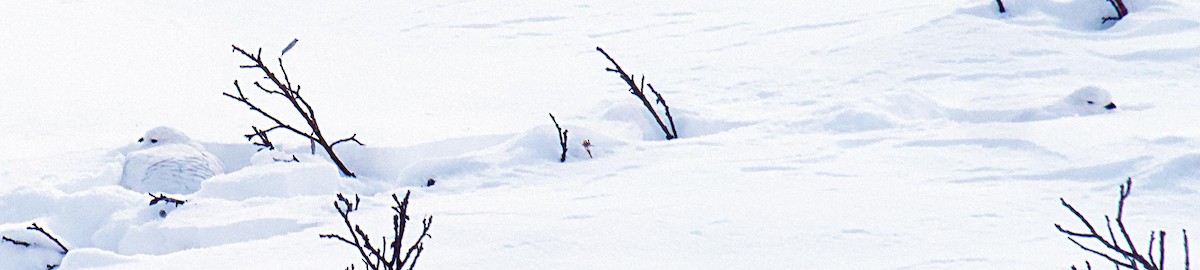 White-tailed Ptarmigan - ML626997553