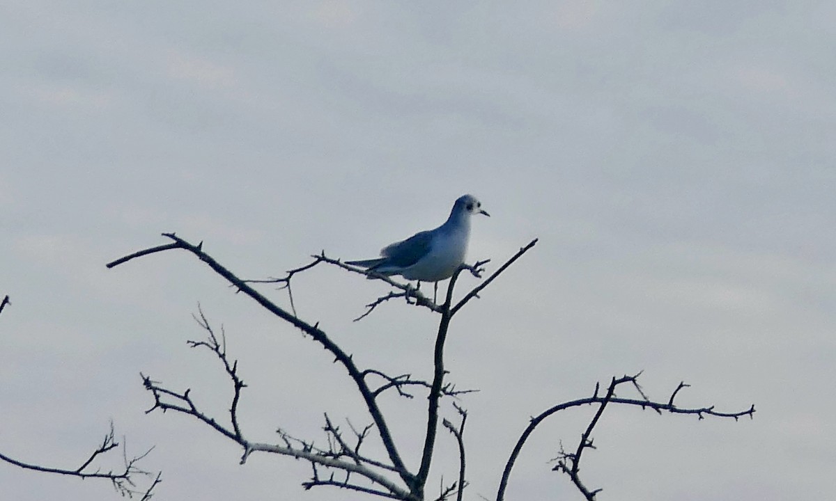 Mouette de Bonaparte - ML626997700