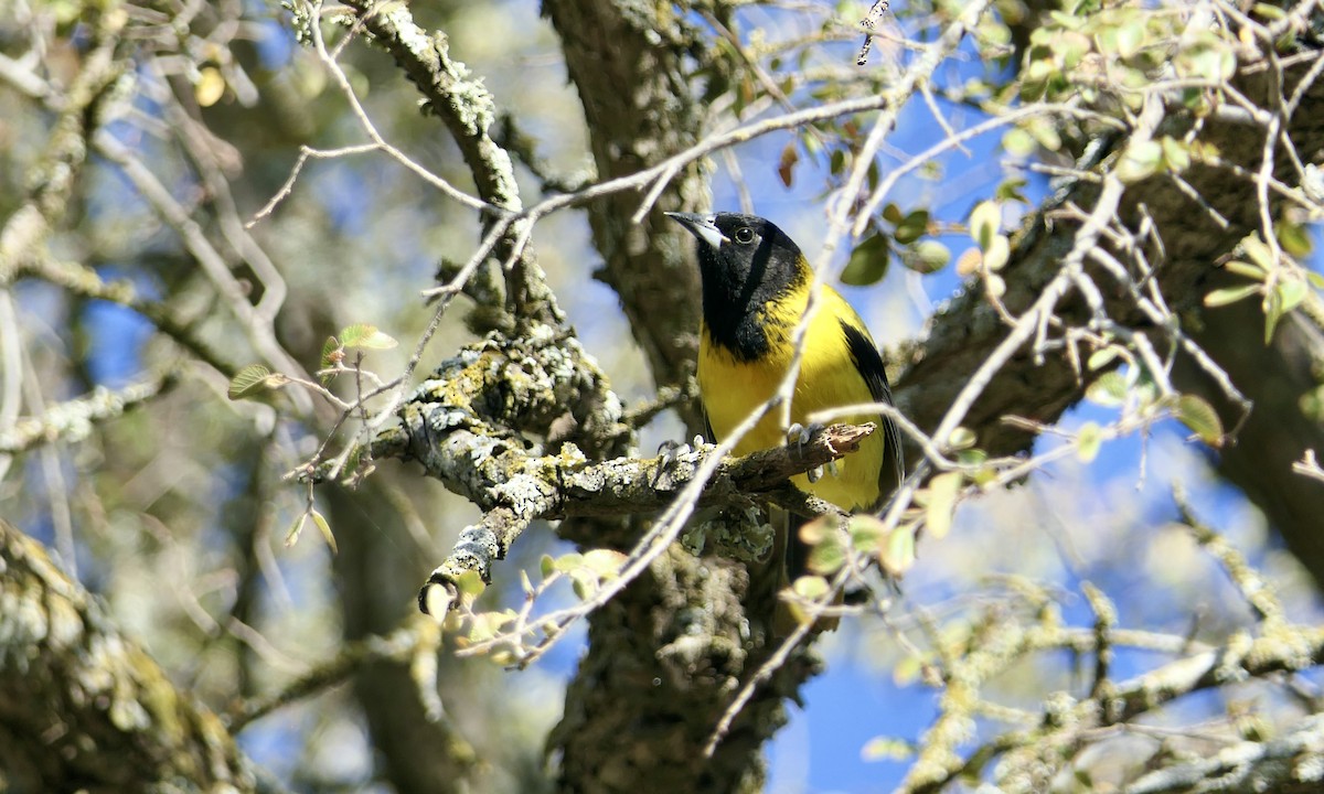 Oriole d'Audubon - ML626997740