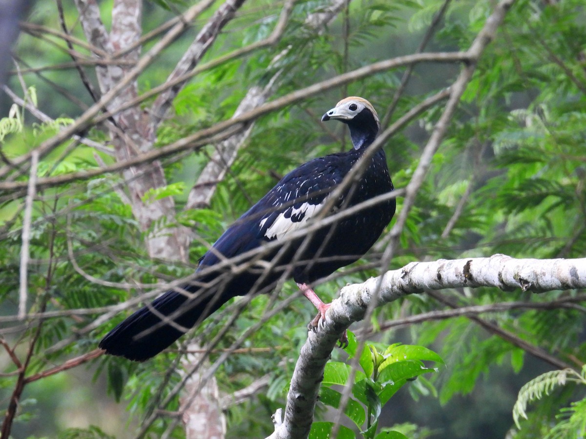 Blue-throated Piping-Guan - ML626997958