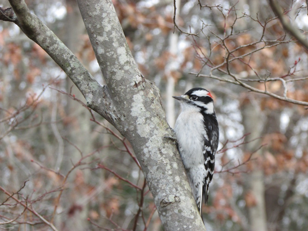 Downy Woodpecker - ML626998168