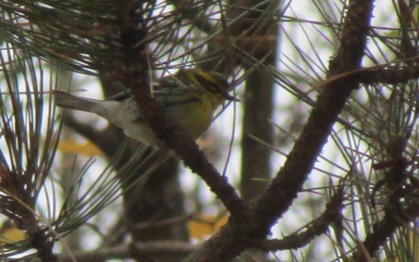 Townsend's Warbler - ML626998174