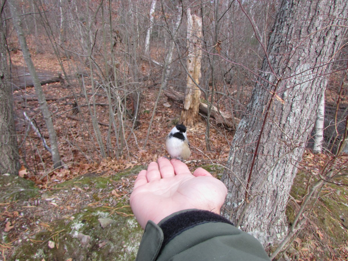 Tufted Titmouse - ML626998186