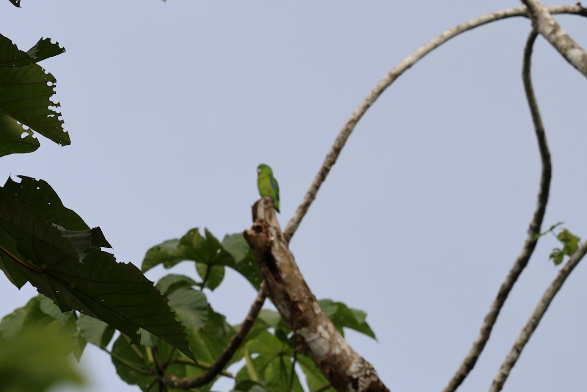 Riparian Parrotlet - ML626998413