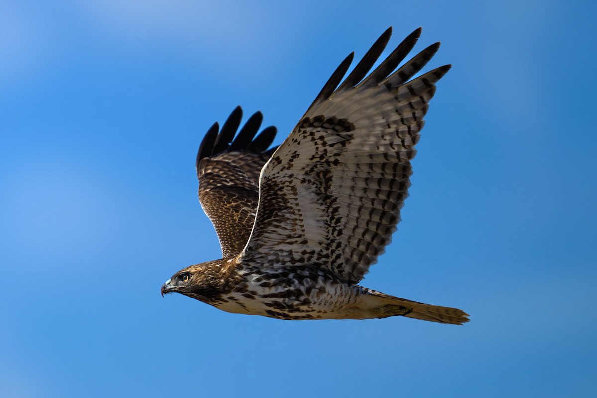 Red-tailed Hawk - ML626998440