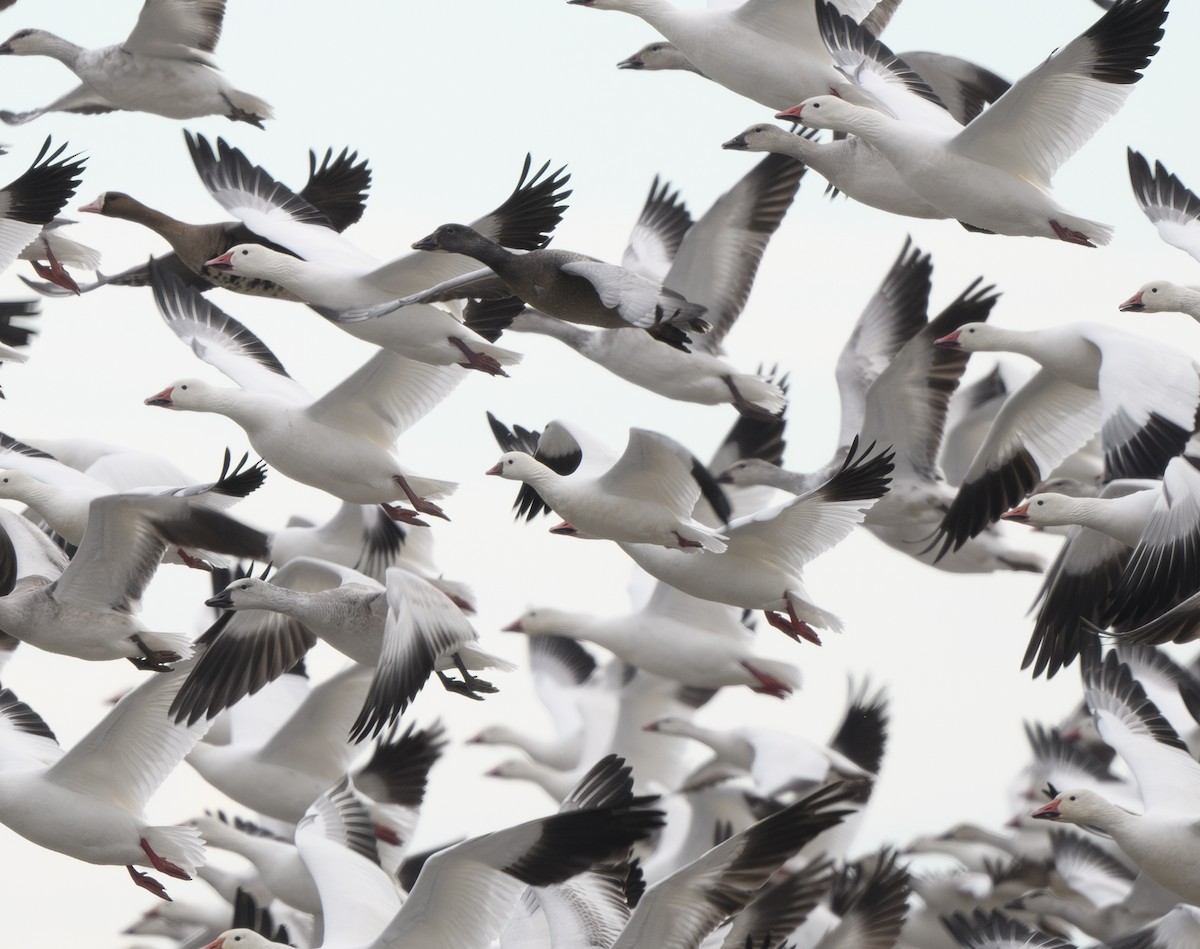 Ross's Goose - ML626998501