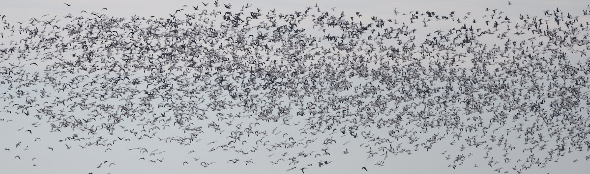 Snow Goose - ML626998522