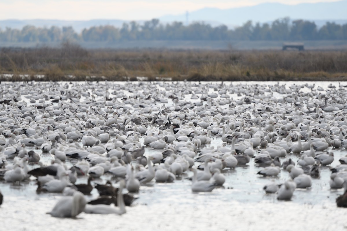 Snow Goose - ML626998530